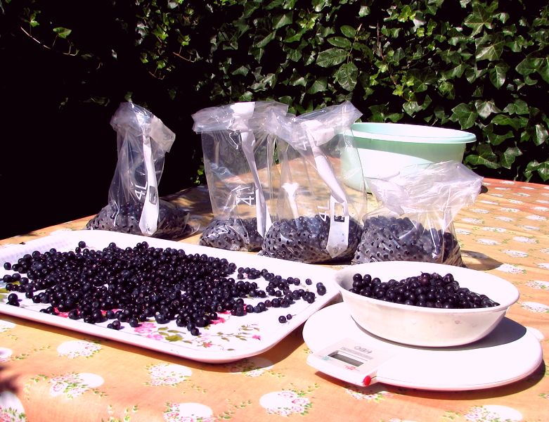blåbær på bordet